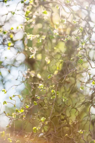 Surrender to the mystery